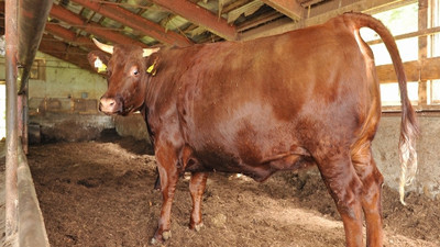 Damızlık hayvan yatırımlarına hibe desteği