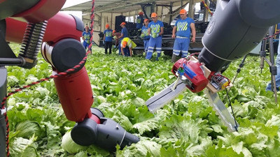 Brexit, robotları tarım işçisi yapacak