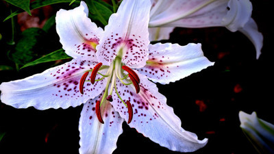 Genç çiftçilerin zambak sevinci