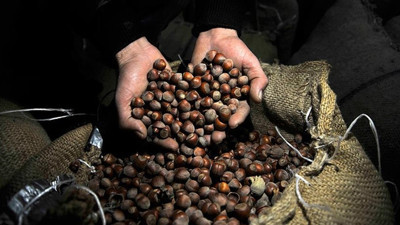 72 bin fındık üreticisi ürününü sigortaladı