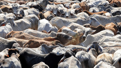 AB'den Brezilya'ya ihracat yasağı