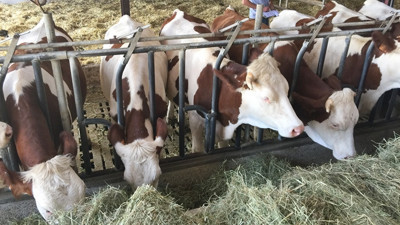 Et fiyatlarında yükseliş sürüyor