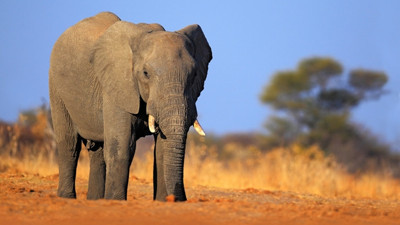 Hayvan nüfusu 42 yılda yüzde 58 azaldı