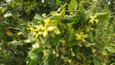 Fındık üreticilerine "sigorta yaptırın" uyarısı