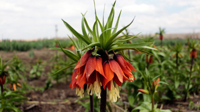Ağlayan gelinler güldürdü