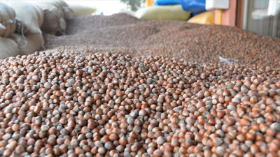 Fındık üreticilerine 'istiridye mantarı' önerisi