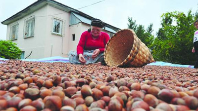 Fındık üreticilerine destek ödemeleri başladı