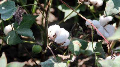 Pamuk ithalatında azalma bekleniyor