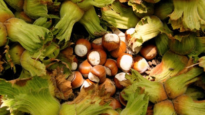 Fındık üreticisine sekiz yılda 6 milyar TL destek