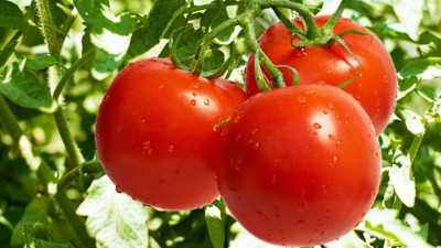 Gıda komitesi bugün toplanacak