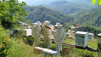 Artvin'e yeni bal ormanı