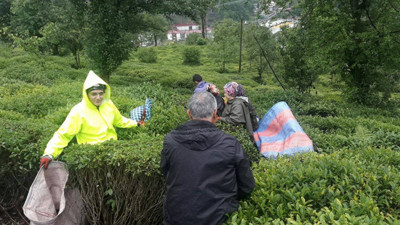 'Çay'da iyi fiyat beklentisi