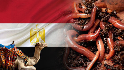 Mısırlı müşteri canlı solucan satın alacak