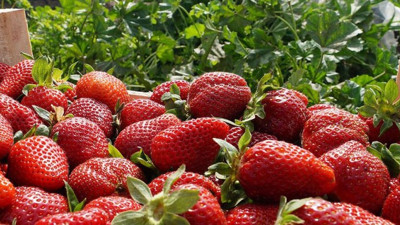 Yaş meyve ve sebzede Rusya sevinci