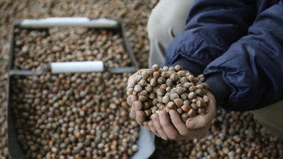 Türkiye'nin ilk fındık borsası alımlar için gün sayıyor