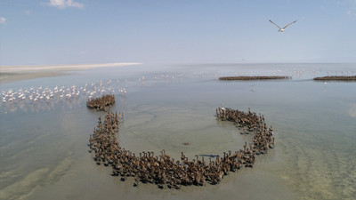 Anadolu'nun flamingo cenneti: Tuz Gölü