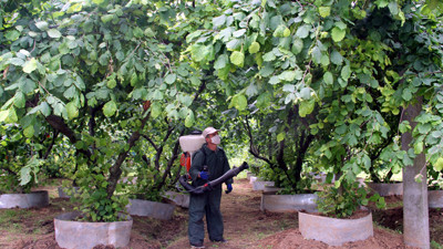 Fındık işçilerinin yevmiyeleri belirlendi