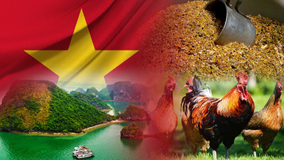 Vietnam pazarı için hayvan yemleri bayiliği talep ediliyor