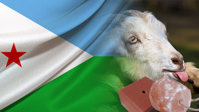 Cibutili müşteri keçi yalama taşı satın alacak