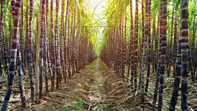 Şeker kamışından 'organik şeker' üretilecek