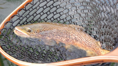 Avrupa ve Güneydoğu Asya'ya alabalık ihracatı