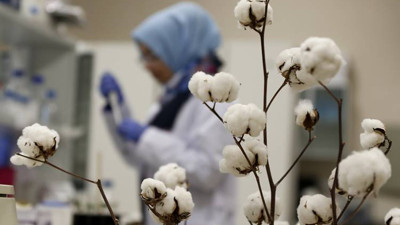 Yeni pamuk çeşidi geliştirildi