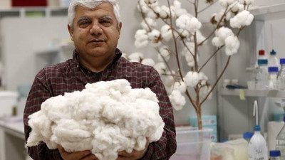 Laboratuvardan yeni pamuk çıktı