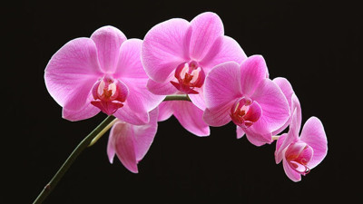 Orkideye talep, üretimi artırdı