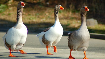 Hobi olarak başladığı kaz yetiştiriciliği gelir kapısı oldu
