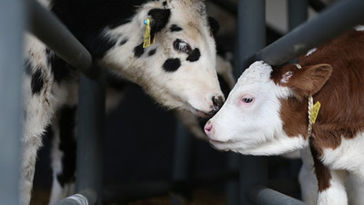 'Taşıyıcı anne'ler ilk yavrularını dünyaya getirdi