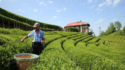 254 bin ton kuru çay üretildi