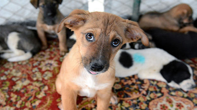 Artvin'e 2,5 milyon liralık hayvan bakımevi