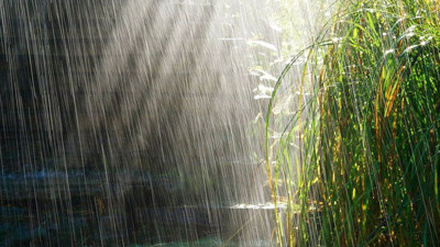 Yağışlar hububat çiftçisinin yüzünü güldürdü