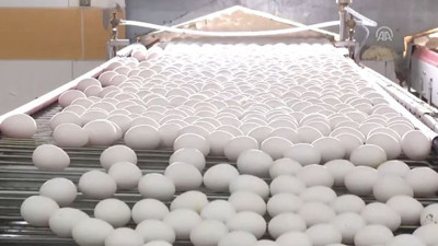 Avrupa'ya 6 yıl sonra yumurta ihracatı