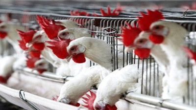 Manisa'dan Japonya'ya piliç ihracatı