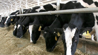 “Karma yem fiyatlarında yapılan indirimle kırmızı et fiyatı düşmez”