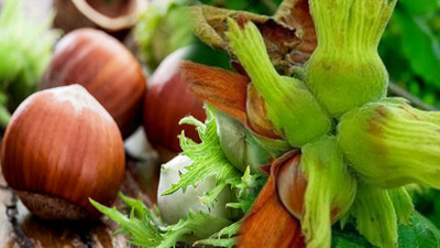 Fındık ihracatında yeni hedef Brezilya ve Meksika