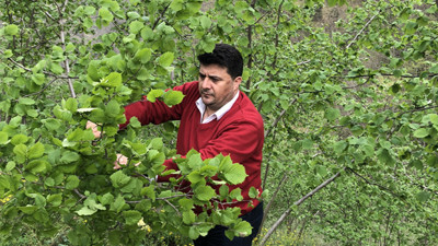 Bu sezon 600 bin ton fındık üretildi