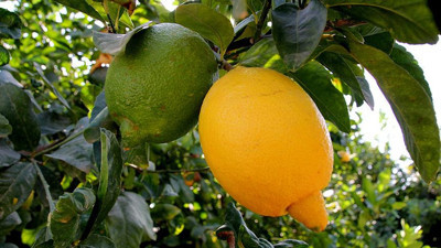 Limonda üretim arttı fiyatlar düştü
