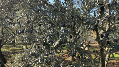 Zeytin ve zeytinyağının peşinde Akhisar'da…