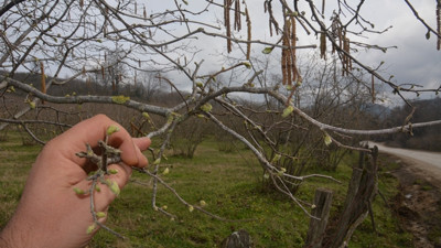 Fındık ihracatçısı 2019'dan umutlu