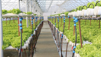 Suda kıvırcık marul yetiştiriyor