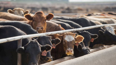 Devlet, 100 bin baş sığır ithal edecek