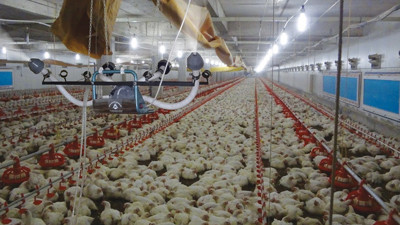 Kuş gribinden 25 milyon kümes hayvanı itlaf edildi