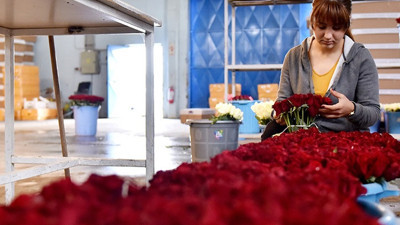 Gül seralarında 14 Şubat telaşı