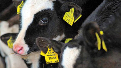 Fakıbaba: "Hayvancılıkla ilgili önümüze bakmamız gerekir"