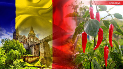 Romenler acı biber tohumu satın almak istiyor