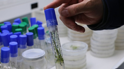 Yeni nesil hibrit soğan üretildi