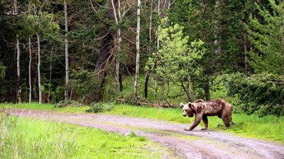 Sarıkamış'ın bozayıları yaban hayatını dünyaya tanıtacak