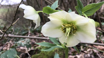 Çiçek merakı botanik bahçesi kurduracak